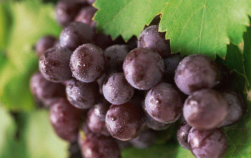 “葡萄美酒夜光杯”，敦煌陽關(guān)葡萄最甜美