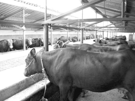 產(chǎn)業(yè)發(fā)展看平?jīng)觥捌經(jīng)黾t?！眽?nèi)開花墻外紅