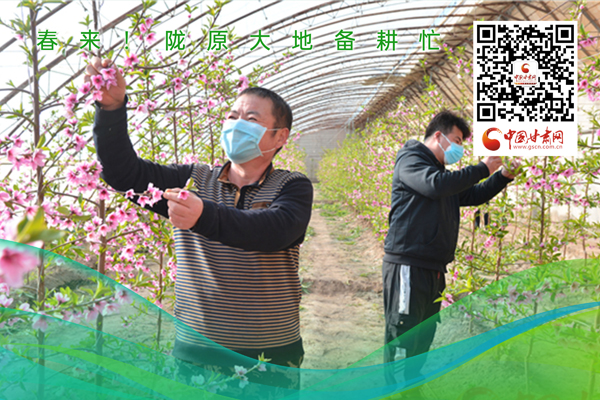 海報(bào)丨春來！隴原大地春耕忙