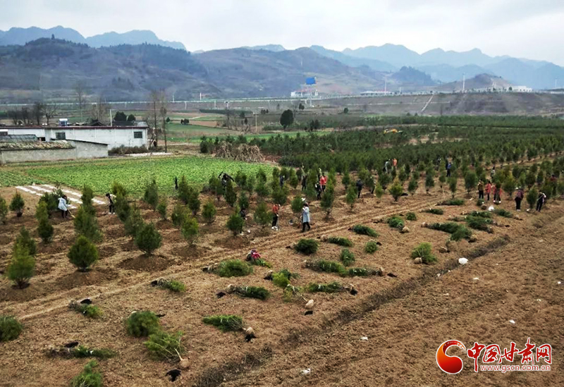 【甘肅全民戰(zhàn)“疫”】徽縣：疫情難擋苗木綠 復工復產別樣忙