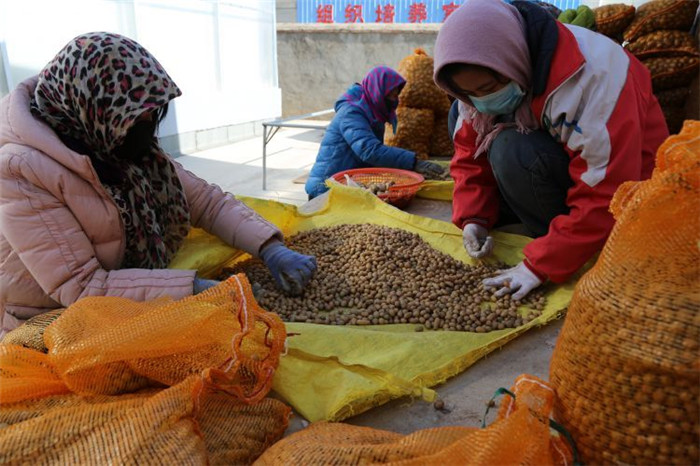 了不起！甘肅定西馬鈴薯良種出口7個(gè)國(guó)家