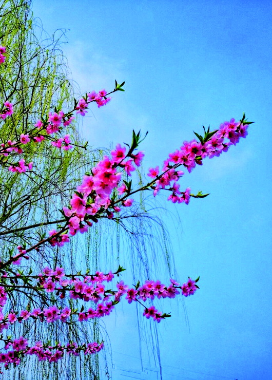 銅城桃花嫵媚綻放！君莫宅家辜負(fù)春光美景