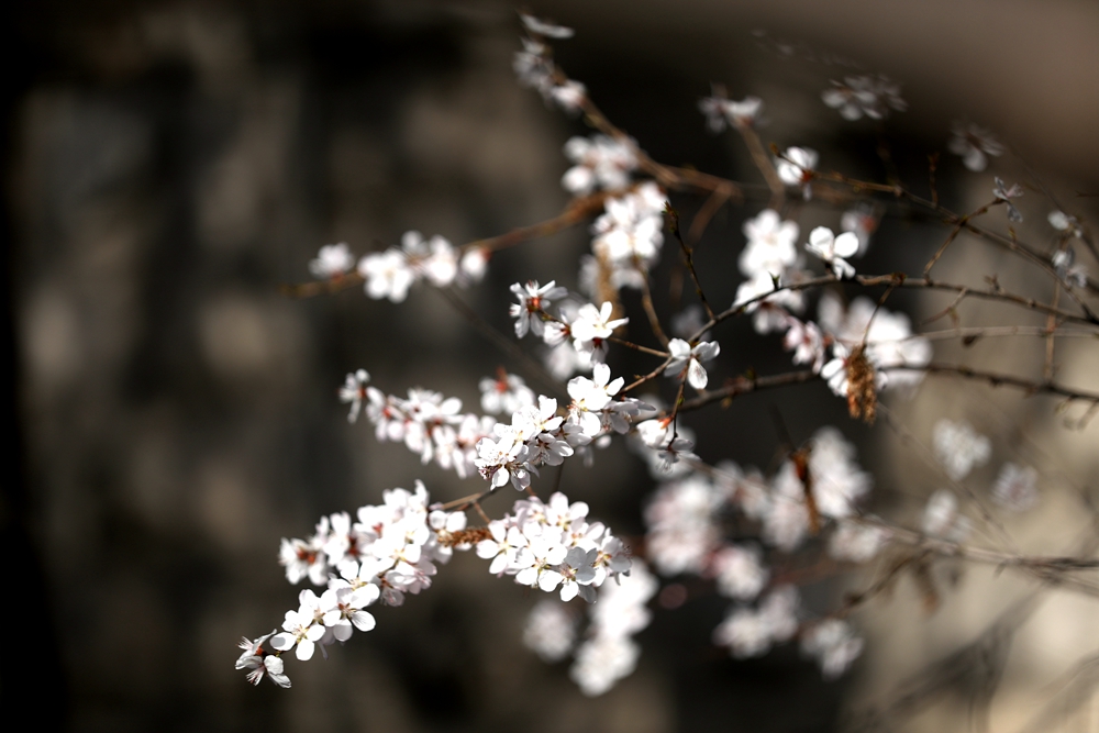 海報(bào)|花開隴原，甘肅這些景區(qū)正在復(fù)蘇！