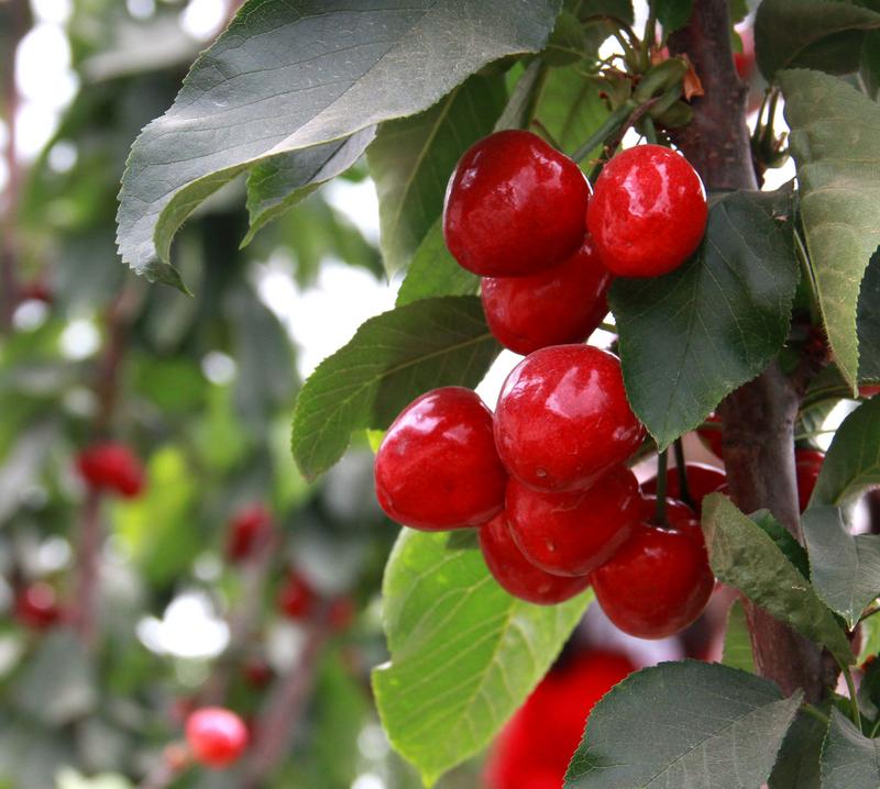 趕緊約起來(lái)！民勤紅旗谷櫻桃采摘園開(kāi)園啦！