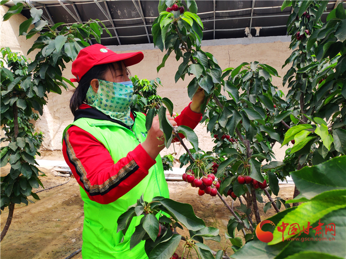 【甘肅省決戰(zhàn)決勝脫貧攻堅】武威民勤：科技助推現(xiàn)代農(nóng)業(yè) “靚菜俊果”惹人愛