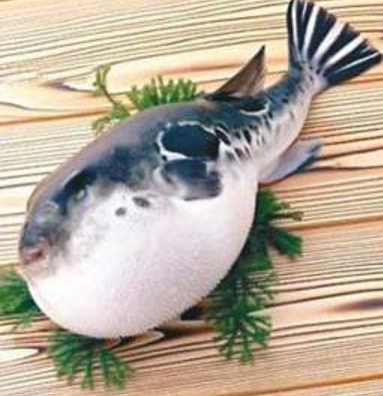 蘭州市市場監(jiān)督管理局發(fā)布通告禁止違法加工、經(jīng)營河豚魚