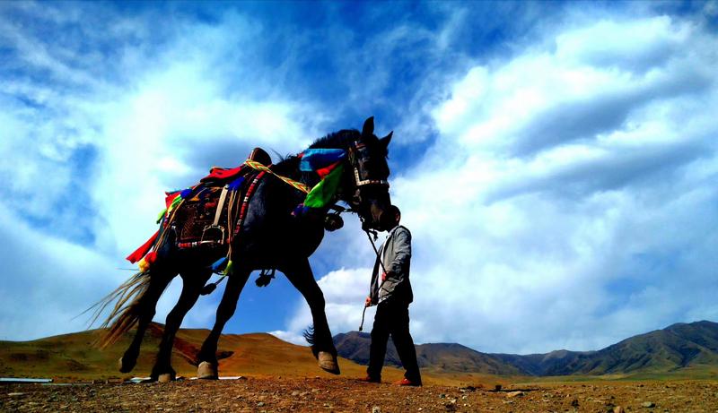 好消息！天祝被命名為“中國高原走馬之鄉(xiāng)”