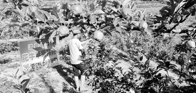 “于堡村果園”開張記——認購“一棵樹”，結出“致富果”