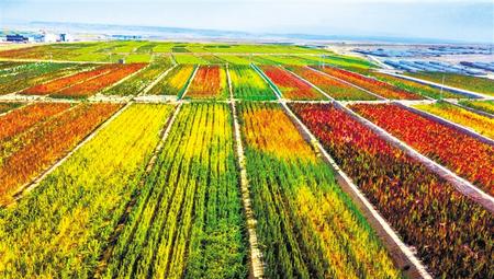 拉開架勢興產業(yè)——武威天?？h發(fā)展特色農業(yè)綜述