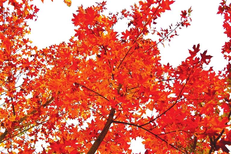 出彩啦！蘭州高校秋景驚艷來襲，快到秋日調(diào)色盤里pick你的母校