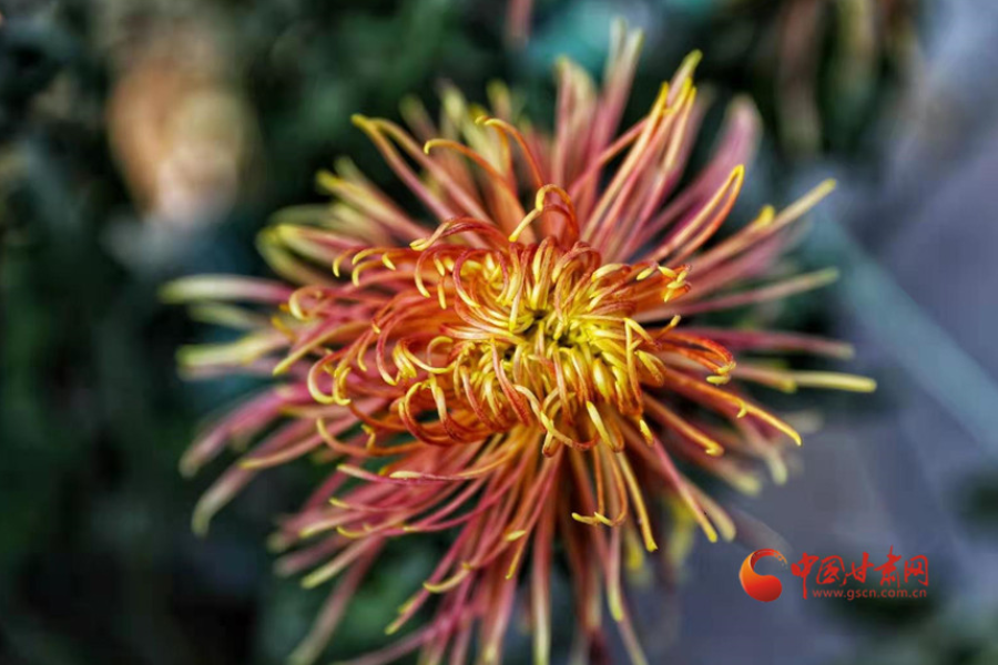 十五年，鍥而不舍終夢(mèng)圓——寫(xiě)在蘭州市入選全國(guó)文明城市之際