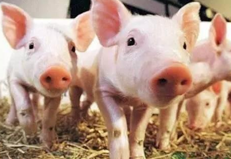 近期蘭州市生豬和雞蛋出場(chǎng)價(jià)格上漲