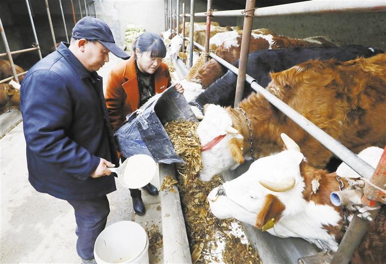 我和我的家鄉(xiāng)丨定西臨洮縣黨家墩村：“牛”產(chǎn)業(yè)帶來“?！比兆?>
        </a><em>我和我的家鄉(xiāng)丨定西臨洮縣黨家墩村：“牛”產(chǎn)業(yè)帶來“?！比兆?/em></li>
    <li><a  target=