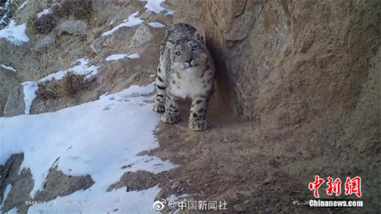 精靈漫步！甘肅阿克塞祁連山深處現(xiàn)雪豹身影