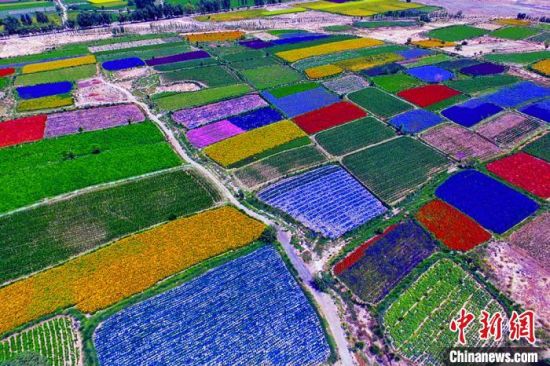 甘肅酒泉：除了天時(shí)地利，還有一“種”力