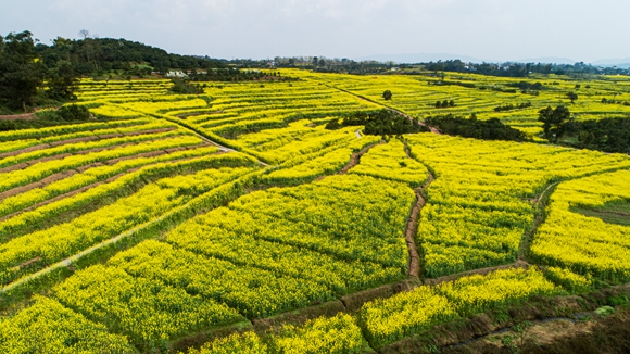 千余畝油菜花盛開(kāi)。廖濤 攝
