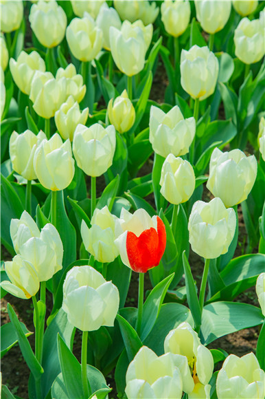 花叢中，別具一格。羅云希 攝