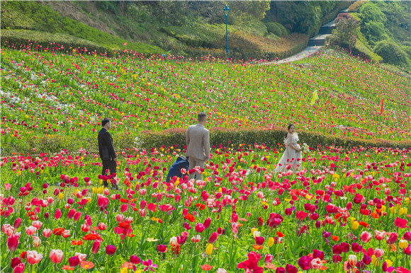 花海間，拍上一組美美的婚紗照。羅云希 攝