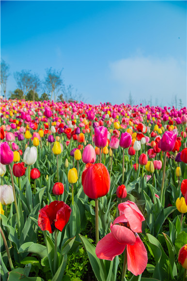 花的海洋。羅云希 攝