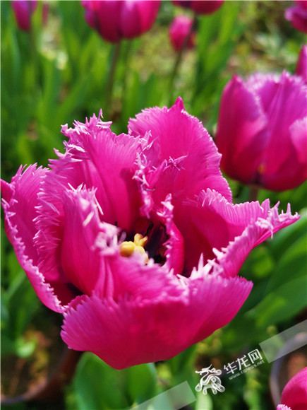 特色郁金香品種，花邊呈鋸齒狀。華龍網(wǎng)—新重慶客戶端記者 舒婷 攝