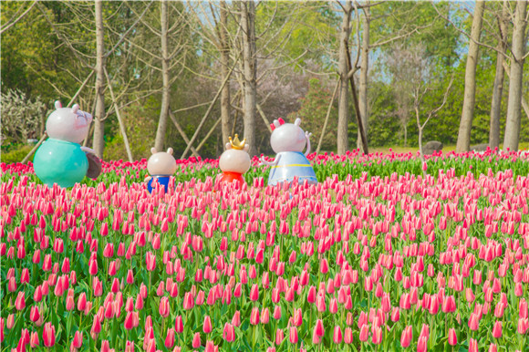 長壽湖郁金香次第開放。羅云希 攝