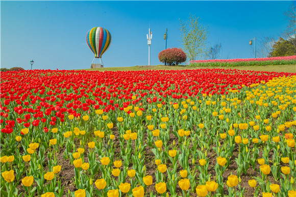 長壽湖郁金香開得正好。羅云希 攝