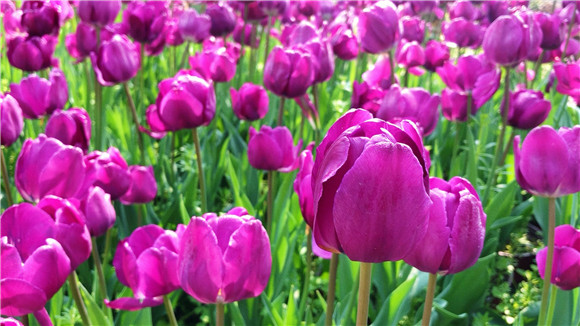 紫色郁金香。華龍網(wǎng)—新重慶客戶端袁舒含 攝