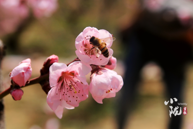 【小隴畫(huà)報(bào)·113期】最美人間四月天，灼灼桃花映秦安