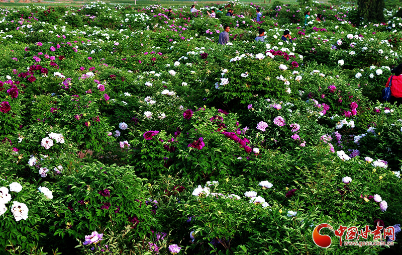 閱盡繁花盛景！定西文旅邀您共赴“紫斑牡丹”之約