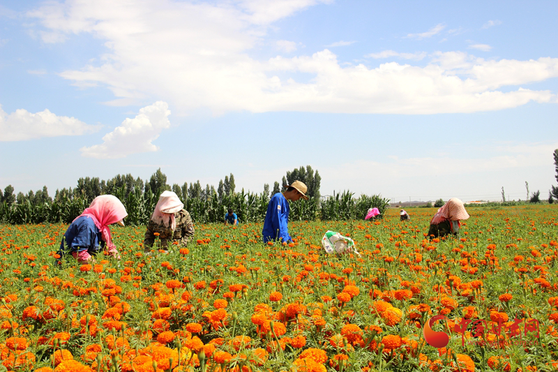臨澤平川鎮(zhèn)：鄉(xiāng)村振興展現新圖景 