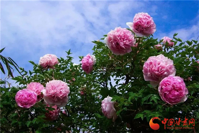 【五一游甘肅】暢游“臨洮縣紫斑牡丹文化旅游節(jié)”，這份攻略請(qǐng)收下！