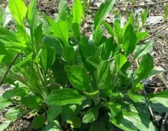 注意！路邊的野菜可不能亂采