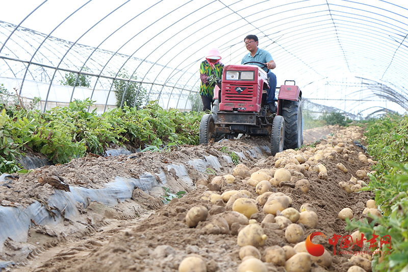 【小康圓夢(mèng)·看甘肅】高臺(tái)南華鎮(zhèn)：千里沃野織錦繡 特色產(chǎn)業(yè)喜豐收
