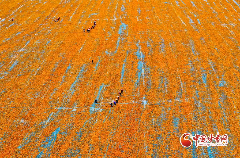 【慶豐收 感黨恩】甘肅張掖：100萬(wàn)畝制種玉米晾曬忙