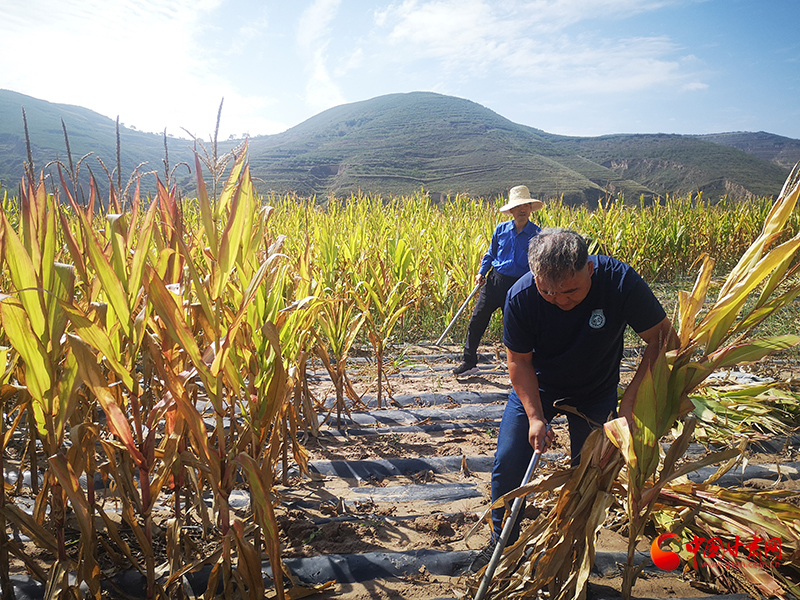 【慶豐收 感黨恩】定西安定：劉鴻奎的豐收節(jié)！
