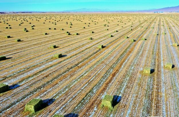 【“飛閱”中國(guó)】瞰！山丹馬場(chǎng)撒“青豆”