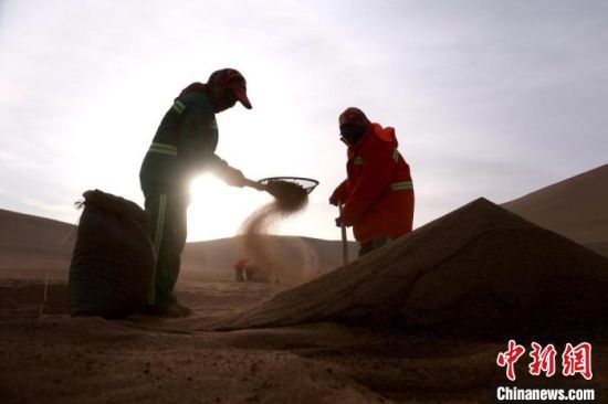 圖為“駱駝保姆”用土方法清理駝糞?！垥粤?攝