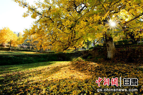 隴南徽縣銀杏樹最美的時候，當屬每年的10月至11月。圖為樹葉已染黃的銀杏樹。張承榮 攝