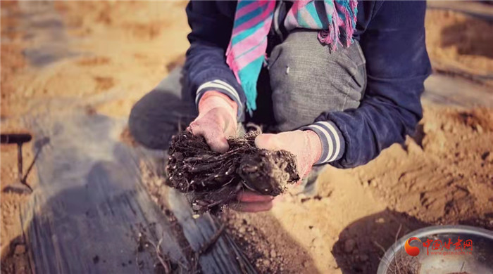 【隴拍客】好消息！榆中縣馬坡鄉(xiāng)在高海拔的馬銜山山麓種植1500畝當(dāng)歸