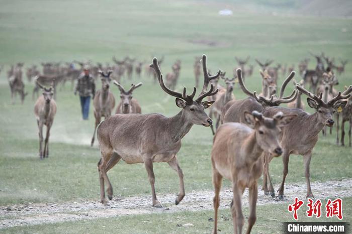 圖為肅南縣馬鹿養(yǎng)殖場(chǎng)內(nèi)的鹿群?！钇G敏 攝