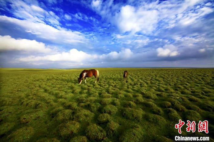 圖為甘肅甘南藏族自治州草原風(fēng)光。(資料圖) 艾慶龍 　攝