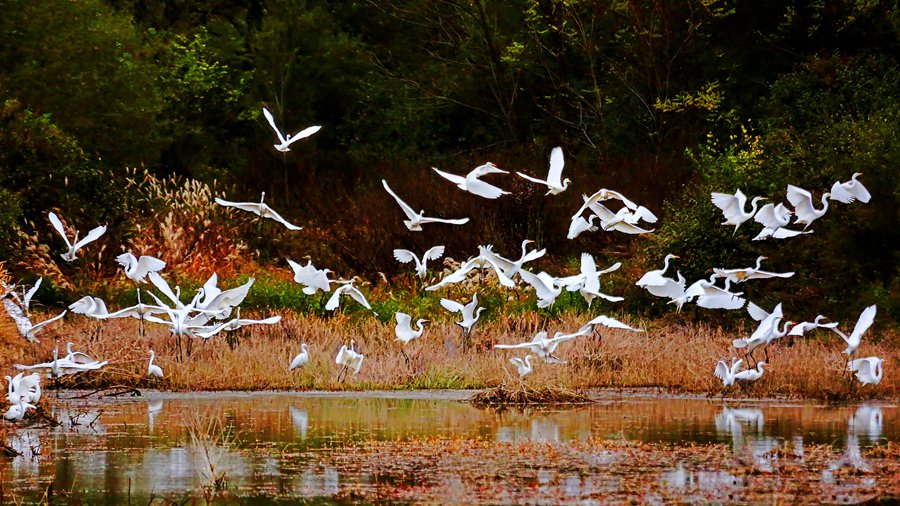 白鷺翩躚舞初冬。吳康軍攝