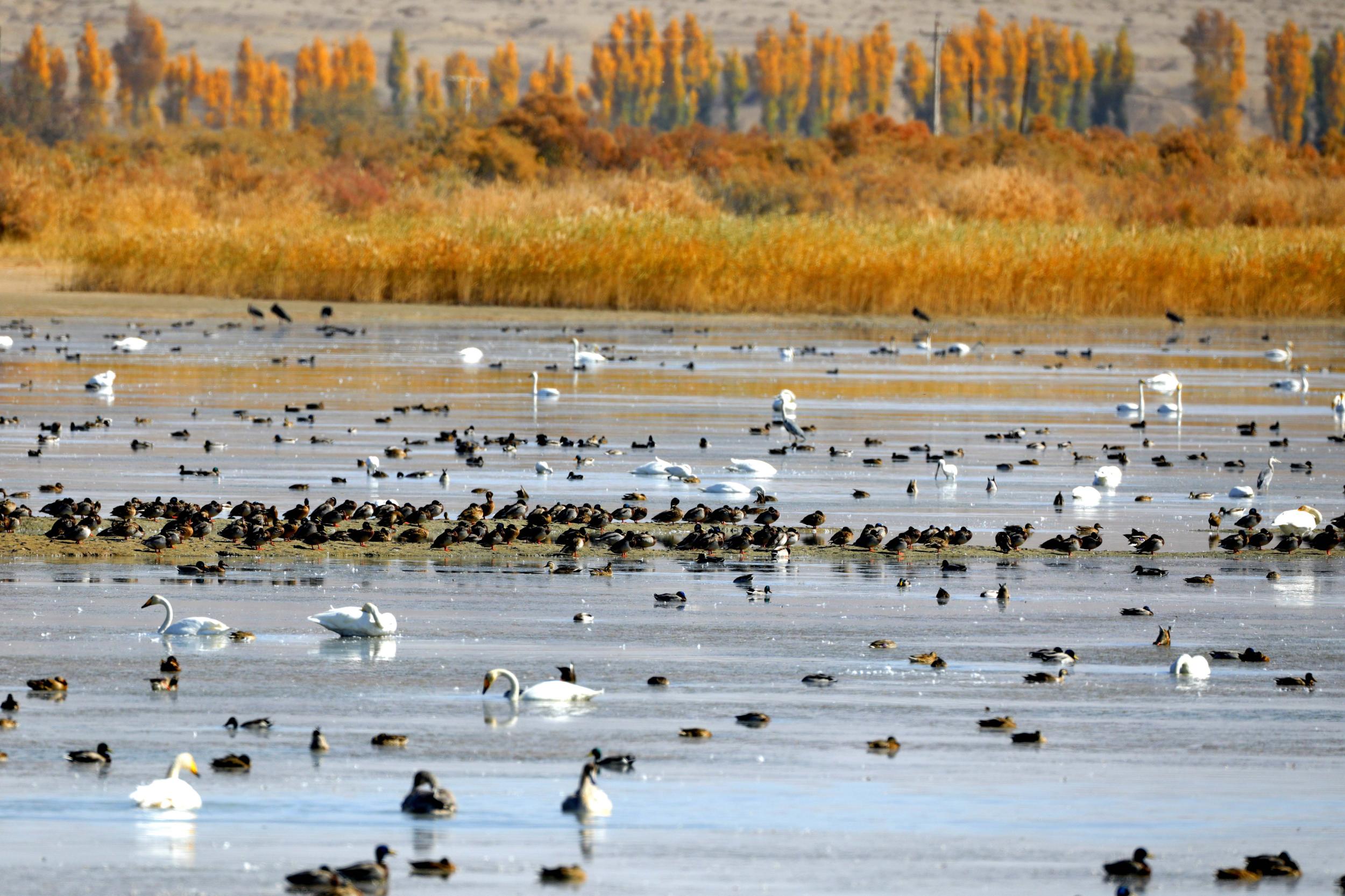 天鵝飛抵高臺(tái)縣黑河濕地嬉戲覓食、棲息越冬。尹昭霞攝