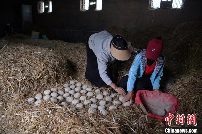 酒曲成型之后入曲房，入室之前要灑水，再鋪青稞草，防止曲塊的水分被吸走，曲房?jī)?nèi)有通風(fēng)道、窗戶、暖氣、電熱爐等各種控制曲房溫度的設(shè)備。圖為5月10日，工作人員將成型的曲塊搬運(yùn)到曲房。九美旦增　攝