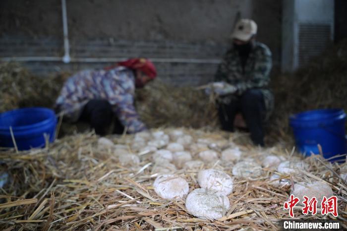 酒曲從曲坯入房培養(yǎng)到培養(yǎng)結(jié)束，整個(gè)培養(yǎng)周期控制在4至8天，曲坯的要求光滑，軟硬適宜，手按曲坯不松散，結(jié)實(shí)，薄厚一致。圖為5月10日，工作人員準(zhǔn)備將培養(yǎng)好的曲坯拿到外面晾曬。九美旦增　攝