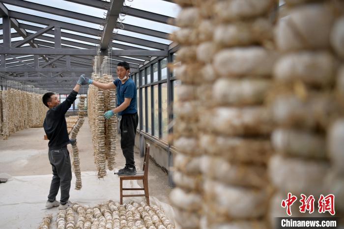 圖為5月10日，工作人員將用青稞面和青稞草等制成的曲坯用繩子串起來(lái)晾曬。九美旦增　攝