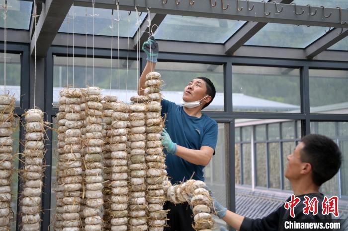 圖為5月10日，工作人員將用青稞面和青稞草等制成的曲坯用繩子串起來(lái)晾曬。九美旦增　攝