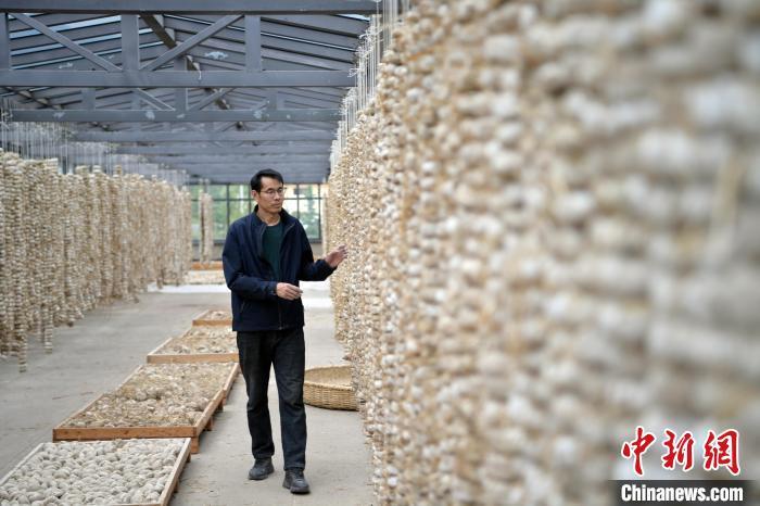 圖為5月10日，工作人員檢查晾曬的曲胚。九美旦增　攝