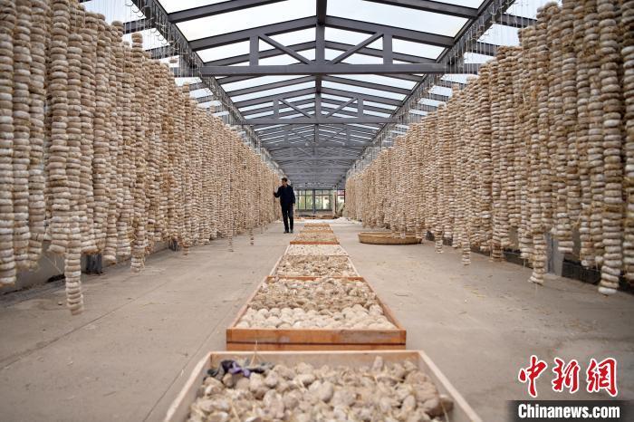 圖為5月10日，工作人員檢查晾曬的曲胚。九美旦增　攝