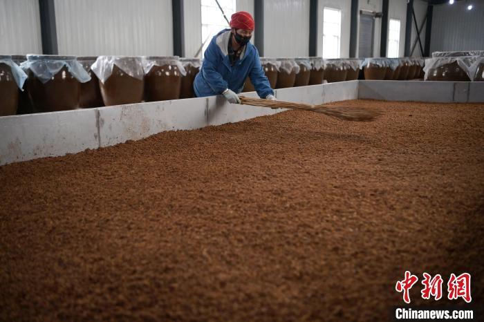 圖為5月10日，工作人員整理鋪撒的酒醅。九美旦增　攝